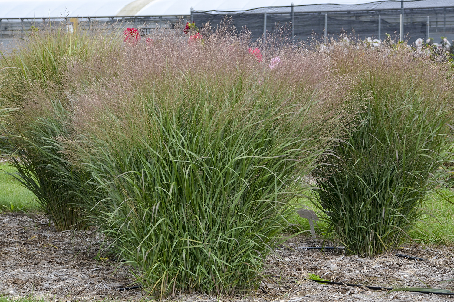 Grass